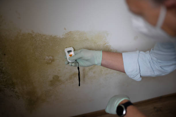 Best Mold Cleaning Services  in Ruch, OR