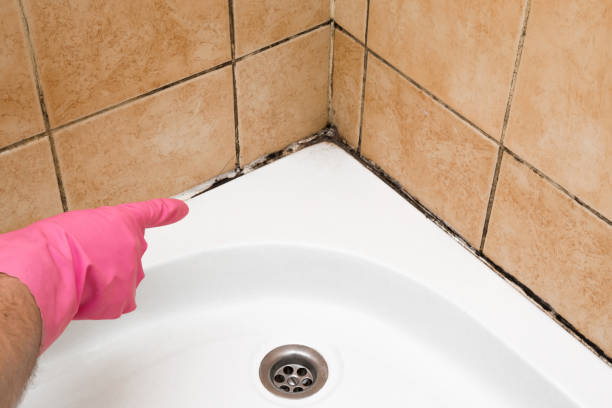 Best Mold Inspection  in Ruch, OR