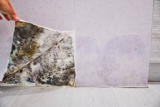 Best Local Mold Removal Service  in Ruch, OR